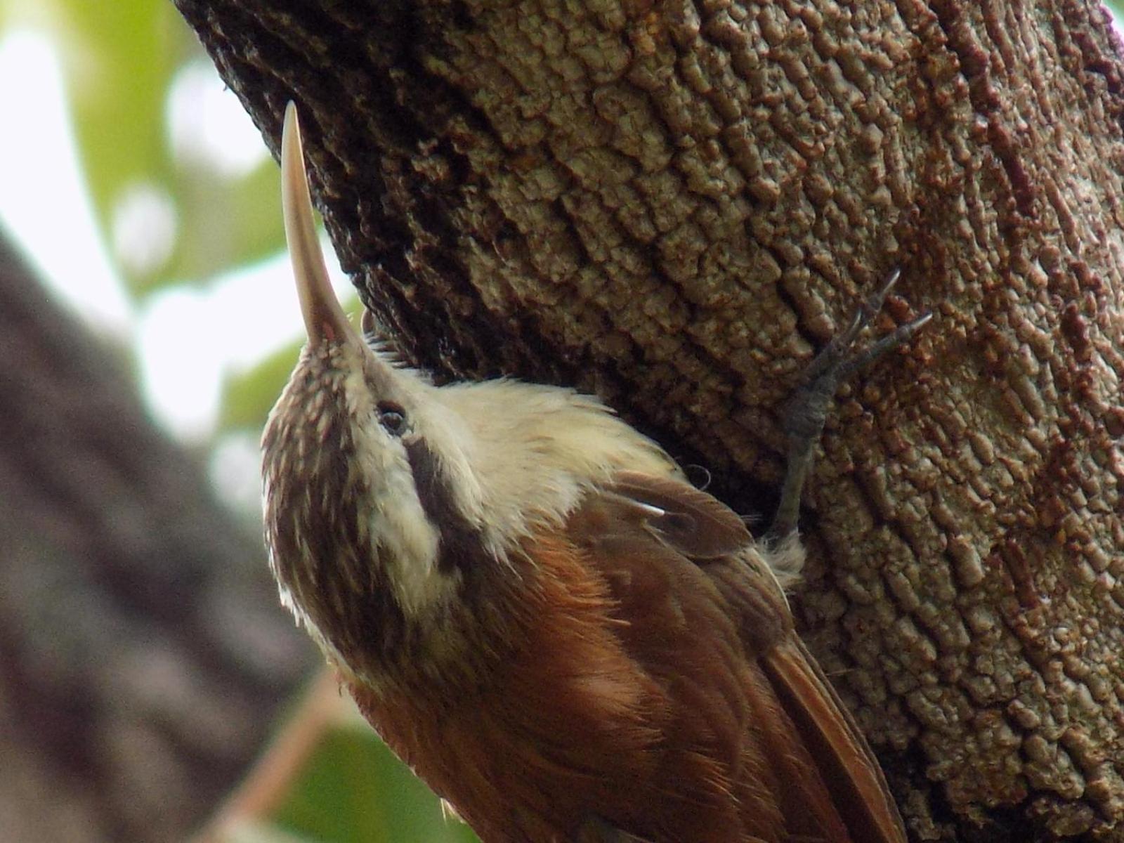 Pousada Fenix Pirenópolis Dış mekan fotoğraf