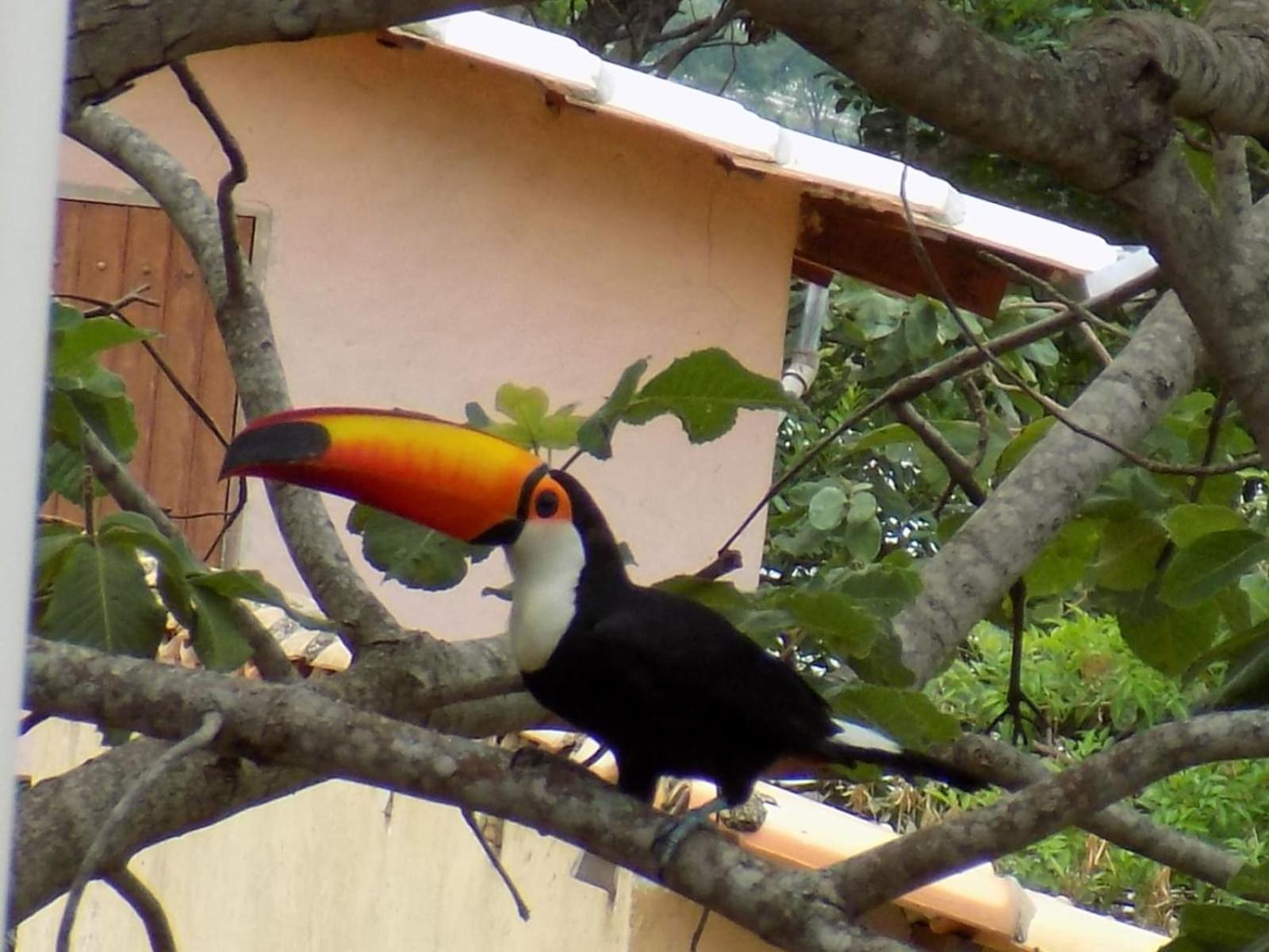 Pousada Fenix Pirenópolis Dış mekan fotoğraf