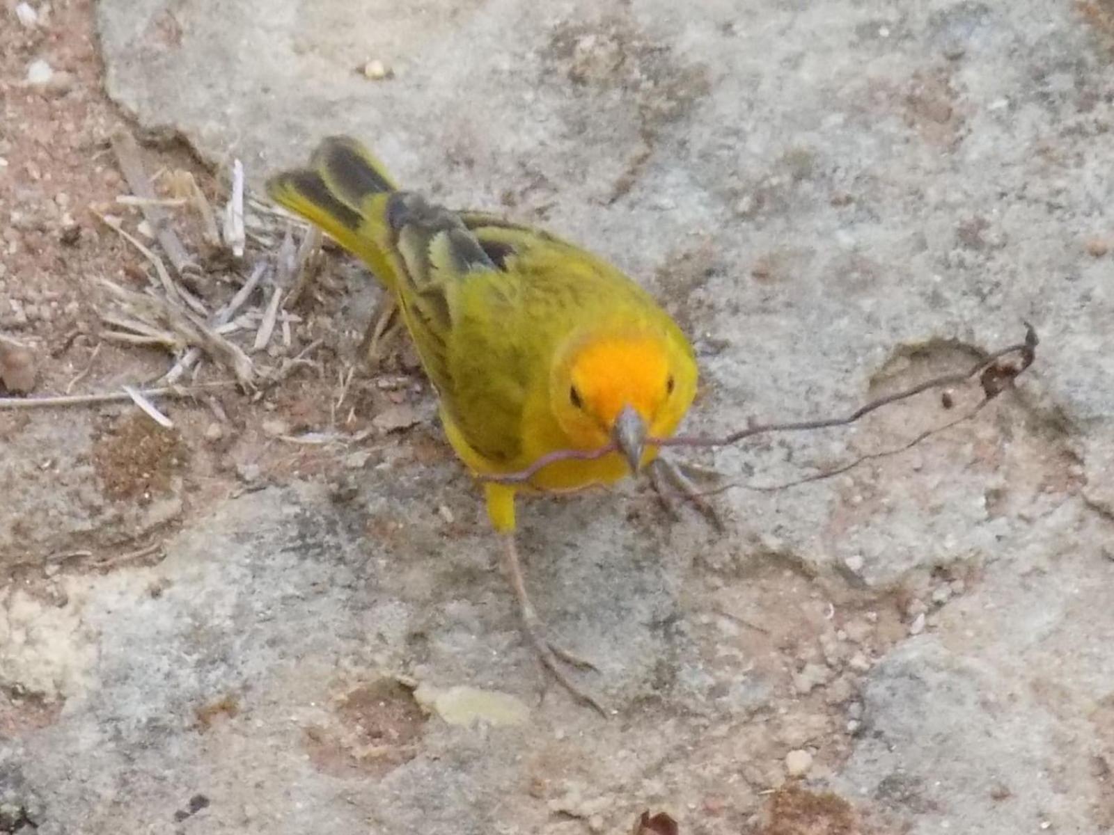 Pousada Fenix Pirenópolis Dış mekan fotoğraf