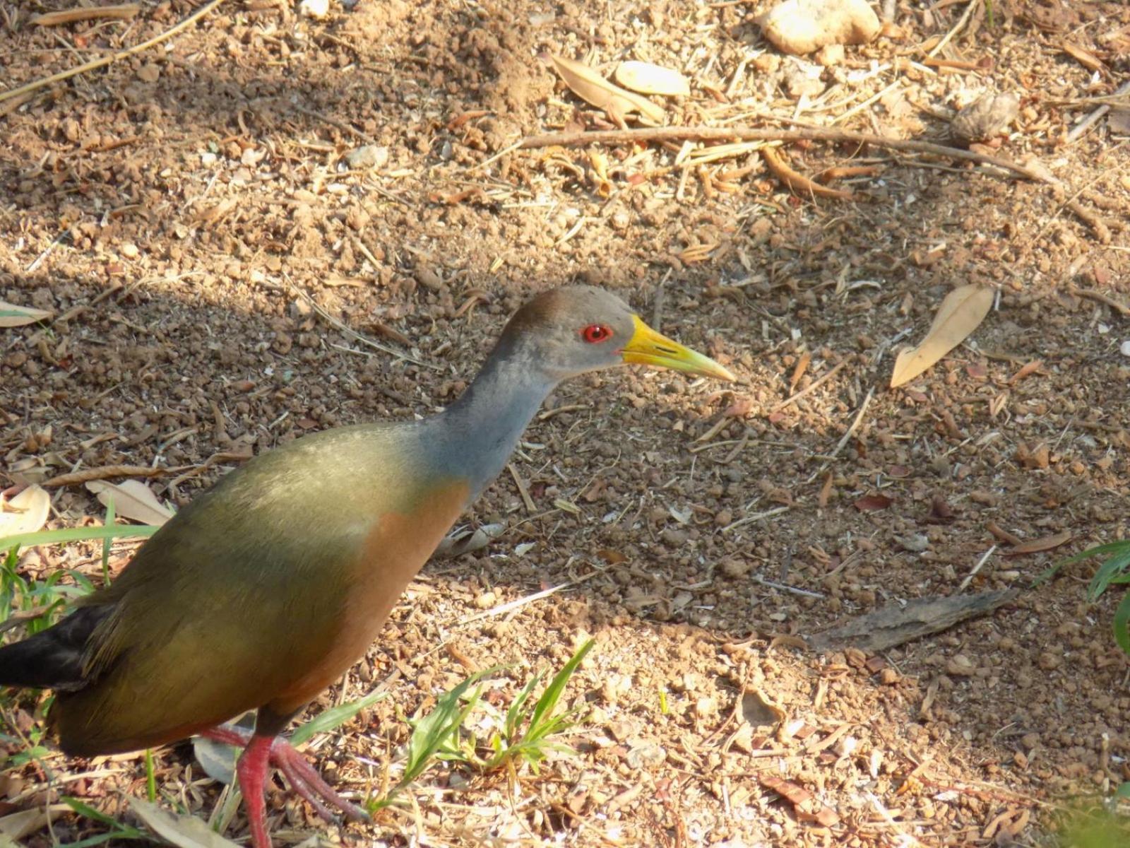 Pousada Fenix Pirenópolis Dış mekan fotoğraf